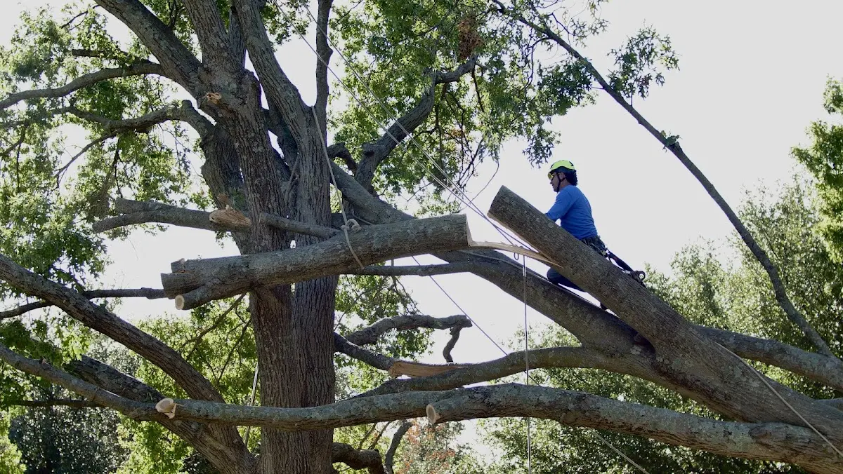 Professional Hazardous Tree Removal performed by certified arborists in Versailles